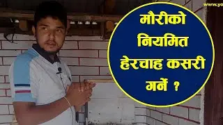 मौरीको नियमित हेरचाह कसरी गर्ने ? Regular Follow Up Bee Hives || Mauri Palan Nepal