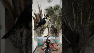 Burung Predator Terkecil #burung #burunghias #burungpredator #burungjinak #langka #fyp #alapalap