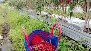 Cabe merah kriting Lokal Batu Garut #cabemerahkeriting #batugarut #petanipemula 