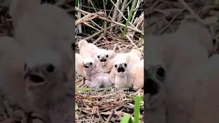The mother eagle will throw her child when learning to fly ⁉️ #funfacts #eagles #shortvideo