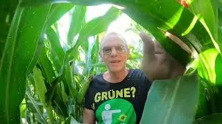 Eine Tour durchs Maisfeld mit Stangenbohnen