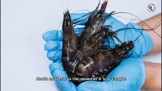 Hong Cheng Seafood Supplies Sdn Bhd, a domestic shrimp processor