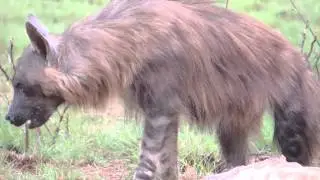 Brown Hyena Pilanesberg