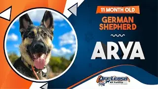 11 Month old German Shepherd (Arya) Best Dog Trainers in Virginia.