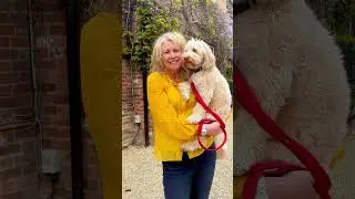 Take your dog on holiday to the New Forest | The Montagu Arms Hotel #dogfriendly