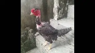 Essa da&iacute; &eacute; minha polaca pedr&ecirc;s filha da galinha pintada barrigueira