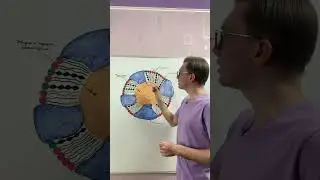 Строение липопротеинов.
