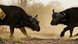 Battle platform between the king of the jungle and the big bull
