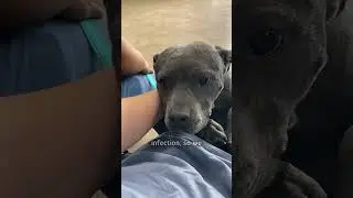 Dog won&rsquo;t let anyone near her until&hellip;