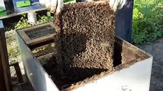 😋Ce putem sa mai facem 😋sa Repornim o Familie de albine intrata in Friguri😋 Lucrare Nr 1😋