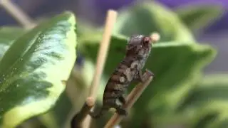 Baby Panther Chameleons Feeding & Drosophila hydei --- 2