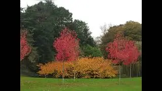 &ldquo;From Green to Gold: The Magic of Autumn Trees&rdquo;