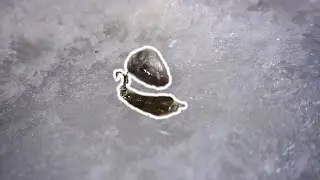 Ice Fishing for AGGRESSIVE Monsters?? (Underwater Footage)
