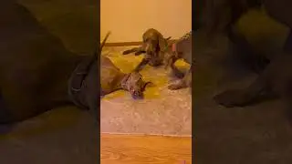 Family drama Monday morning 🤣#pets #animals #doglover #weimaraner #dog #family dog#puppy#cuteanimal