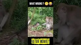 Why did you kick me || Poor baby monkey #shorts #monkey
