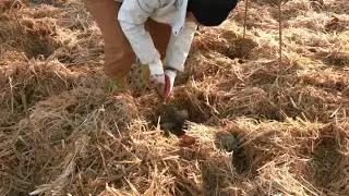 Les Herbiers : La R&eacute;gion et MiniBigForest lancent la v&eacute;g&eacute;talisation des lyc&eacute;es de Vend&eacute;e