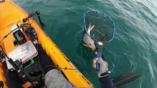 October 2021 snapper fest in orere point