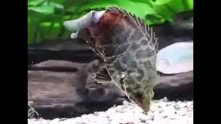 Ктенопома леопардовая (Ctenopoma acutirostre)