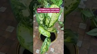 DIFFENBACHIA CHOPPING AND 3 MONTHS UPDATE #diffenbachia