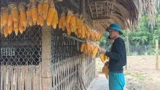 Traditional Corn Drying Process in a Rural Village | Simple Village Life || Ly tieu Life 