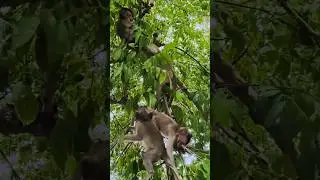 Happy monkey jumping down #babymonky #babyanimal #animals #monkeymonny #cute #babymonkey