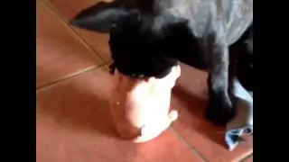 Wallaby e il maialino    French Bulldog Francese