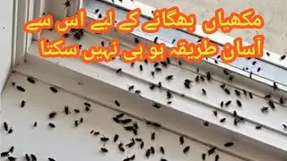 Just one spray and no more flies and mouse in your home   (Natural remedy)