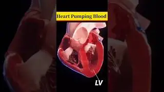 Heart Pumping Blood #heartbeat #heart #pump #blood #nursing #education #shorts #short #shortvideo