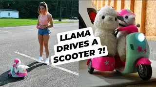 MY LLAMA DRIVES A SCOOTER THROUGH CHICK-FIL-A LINE !! *crazy*