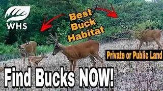 Best Fall Buck Habitat and Bedding