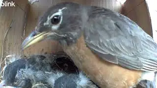 Robin Nest Watch - August 3, 2025
