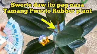 SAAN DAPAT ILAGAY ANG ATING RUBBER PLANT?