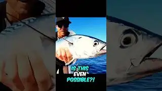 What Happens When the Bait Fish Strikes Back?