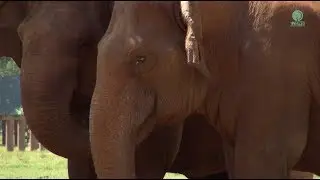 Mee Boon and Lucky Two Blind Elephant become friend - ElephantNews