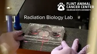 Radiation Biology  Research - Dr. Keara Boss,  Flint Animal Cancer Center