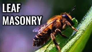 Leafcutter Bee Masonry: How Instinct Crafts Perfect Circles