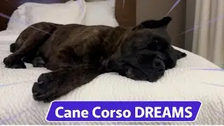 Why CANE CORSO twitching IN SLEEP? #canecorso #dogtraining #dog