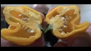 Желтый штамм мозга от Seriously Hot Peppers! Вы знаете, что это значит! СЕЗОН СТРУЧКОВ 2021!
