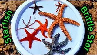 Starfish And Brittle Star Facts