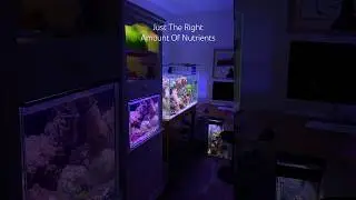 Reef Tank ( JUST THE RIGHT AMOUNT OF NUTRIENTS ) #reeftank #nanoreeftank