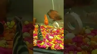 Butterkoferi/Tiger tilapia #tilapia #fish #fishaquarium #fishing #shorts