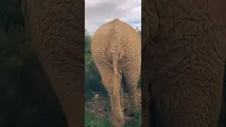 A Trip to Addo Elephant National Park.
