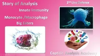 E158. Monocyte & Macrophage #Immunity  المونوسيت والخلايا البلعمية