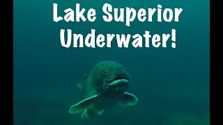 Lake Superior Underwater &ndash; A look at the Trout that swim below.