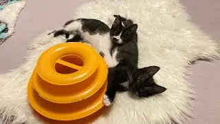 Let&rsquo;s meet the kitty rocker, foster kittens &ndash; lunchtime 😺🍔