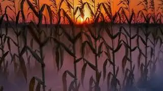 Wheat field at sundown