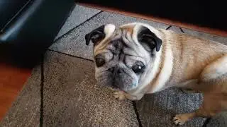 Pug is Excited his owner is coming home