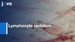 Lymphocyte Isolation for Phenotypic Analysis and Cell Culture | Protocol Preview