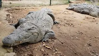 CROCODILES de Madagascar🐊 