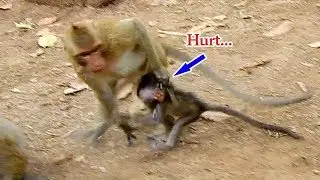 No.. Please stop | Daniela isn't your toy | Young monkey Kari grabbed Daniela tightly in hand